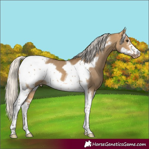 Horse Color:Silver Buckskin Dun Sabino Tobiano Frame Appaloosa