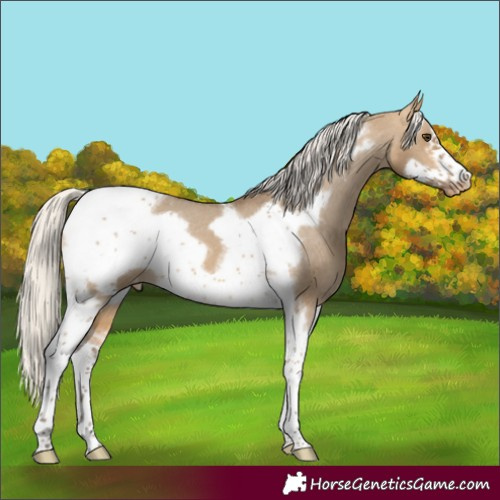 Horse Color:Silver Buckskin Dun Sabino Tobiano Frame Varnish 