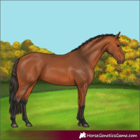 Horse Color:Bay 