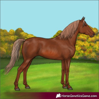Horse Color:Chestnut 
