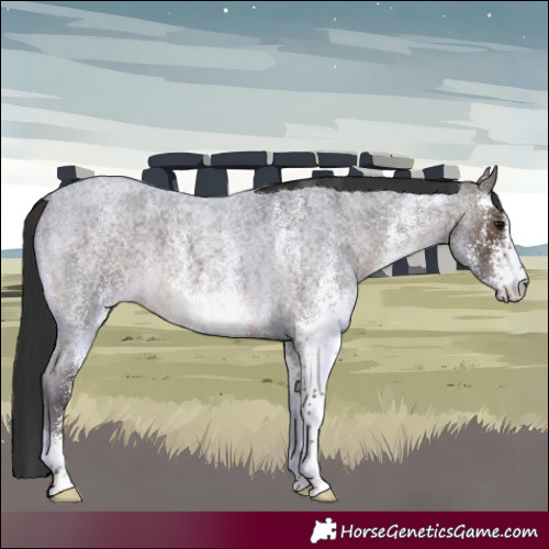 Horse Color:White Spotted Brown Roan 