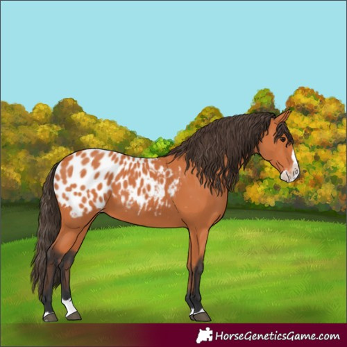 Horse Color:Bay Splash Appaloosa 