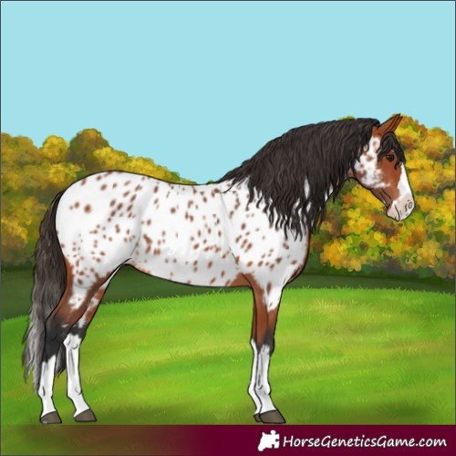 Horse Color:Bay Splash Near Leopard