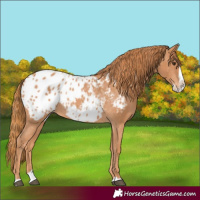 Horse Color:Chestnut Splash Blanket