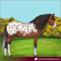 Horse Color:Bay Splash Blanket 