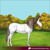 Horse Color:Amber Champagne Near Fewspot 
