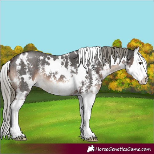 Horse Color:White Spotted Liver Chestnut Mushroom Sabino Splash 
