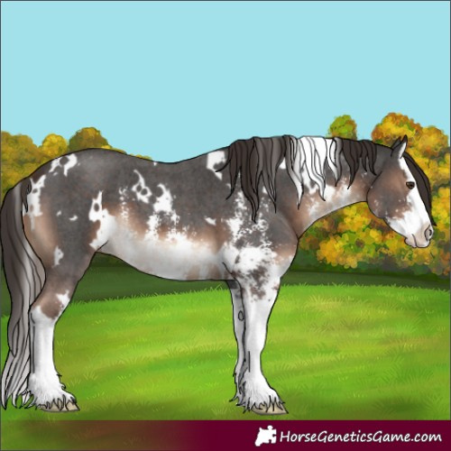 Horse Color:White Spotted Liver Chestnut Sabino Splash 