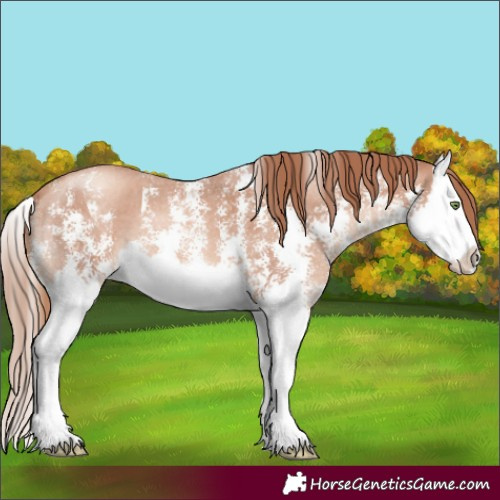 Horse Color:Gold Champagne Sabino Splash 