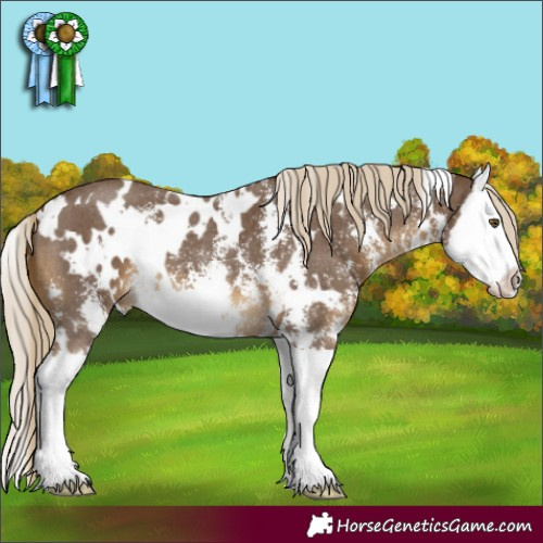 Horse Color:White Spotted Chocolate Palomino Sabino Splash 