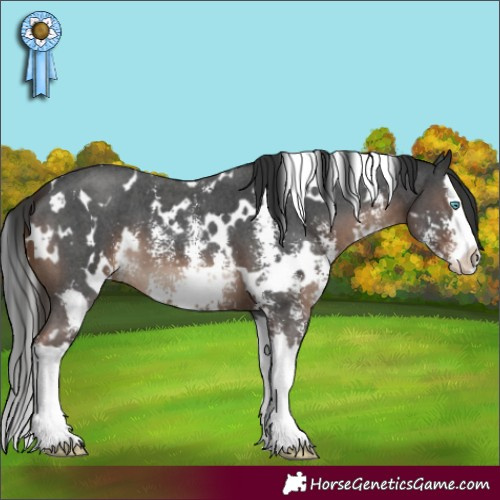 Horse Color:White Spotted Liver Chestnut Sabino Splash 
