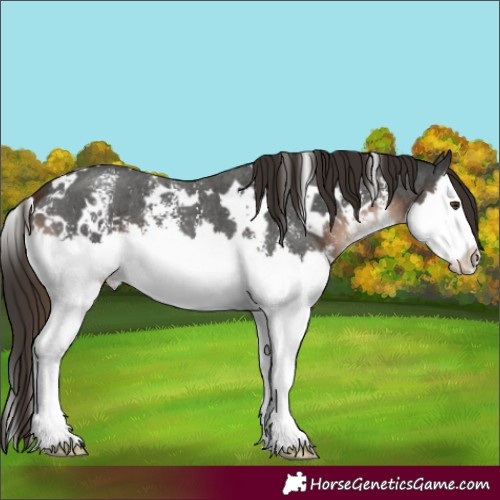Horse Color:White Spotted Liver Chestnut Sabino Splash 