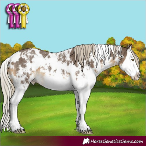 Horse Color:White Spotted Chocolate Palomino Sabino Splash 