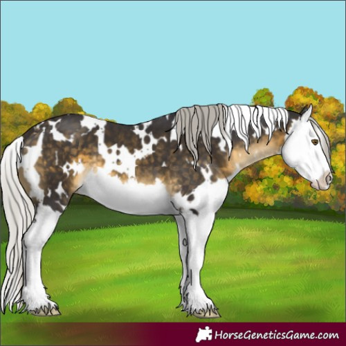Horse Color:White Spotted Silver Buckskin Splash 