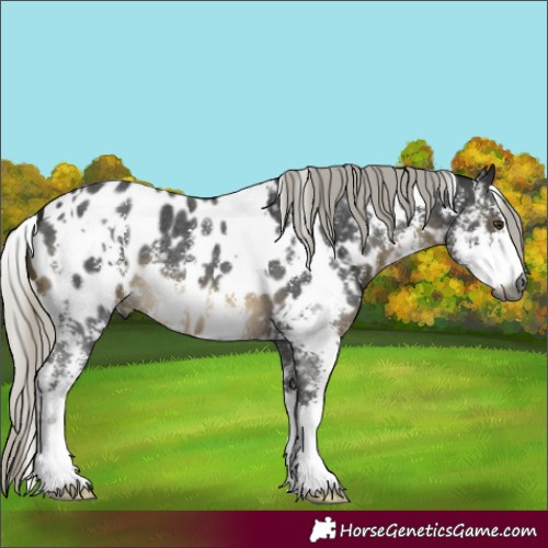 Horse Color:Gray White Spotted Silver Buckskin Mushroom Sabino Appaloosa 
