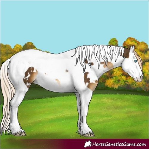 Horse Color:White Spotted Chocolate Palomino Mushroom Splash Tobiano 
