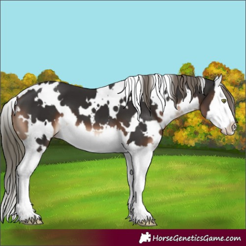 Horse Color:White Spotted Liver Chestnut Mushroom Splash