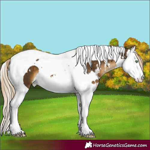 Horse Color:White Spotted Chocolate Palomino Mushroom Splash Tobiano 