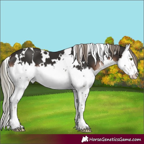 Horse Color:White Spotted Liver Chestnut Mushroom Splash