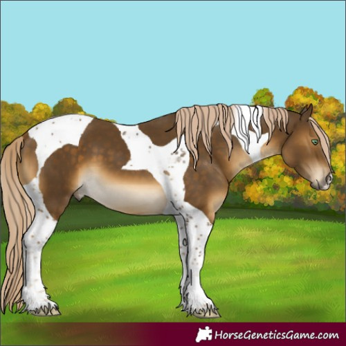 Horse Color:Chocolate Palomino Mushroom Tobiano 