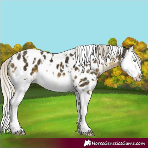 Horse Color:White Spotted Silver Buckskin Mushroom Splash Appaloosa 