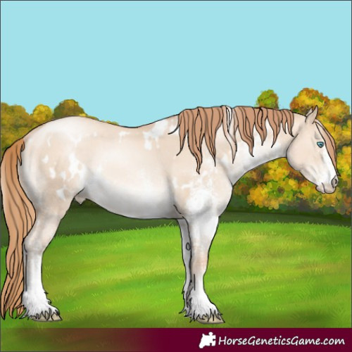 Horse Color:White Spotted Gold Champagne Pearl Dun Rabicano 