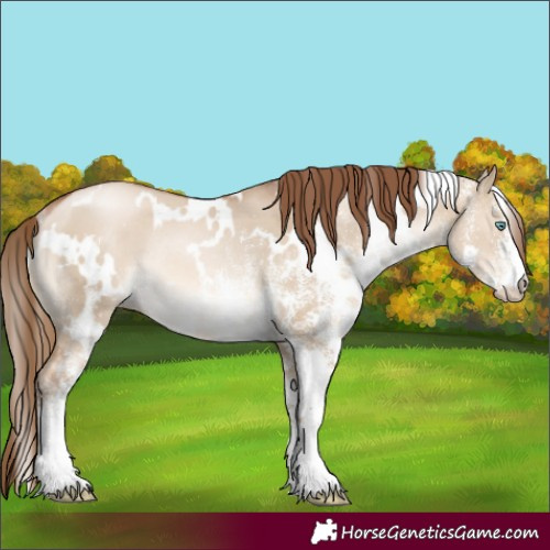 Horse Color:White Spotted Liver Red Dun Pearl Rabicano