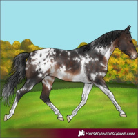 Horse Color:White Spotted Brown Tobiano Blanket Rabicano