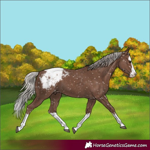 Horse Color:Silver Black Splash Appaloosa 