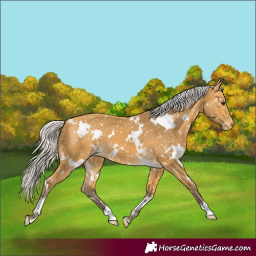 Horse Color:White Spotted Silver Buckskin Appaloosa 
