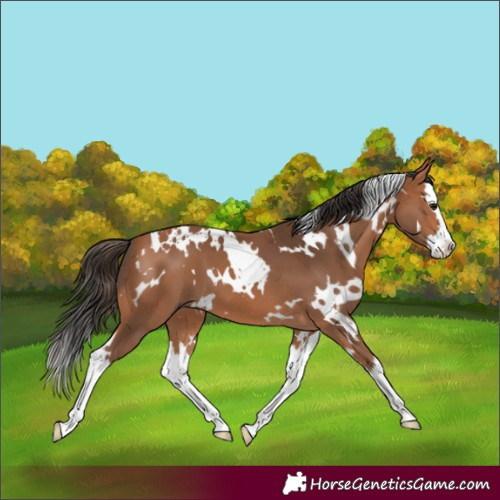 Horse Color:White Spotted Bay Splash 