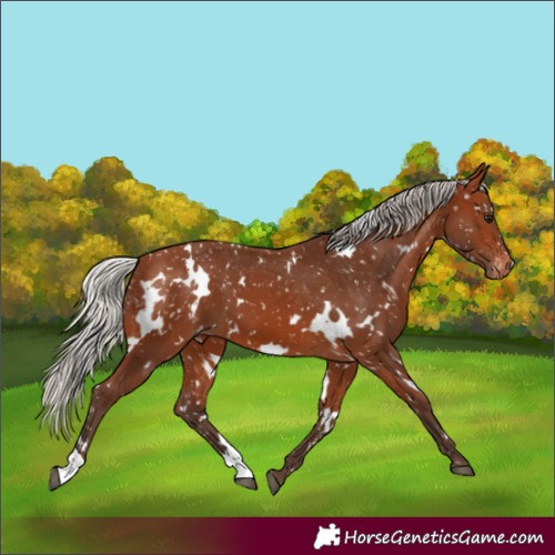 Horse Color:White Spotted Silver Brown Appaloosa 