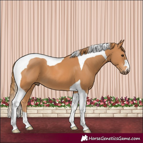 Horse Color:Chestnut Tobiano 