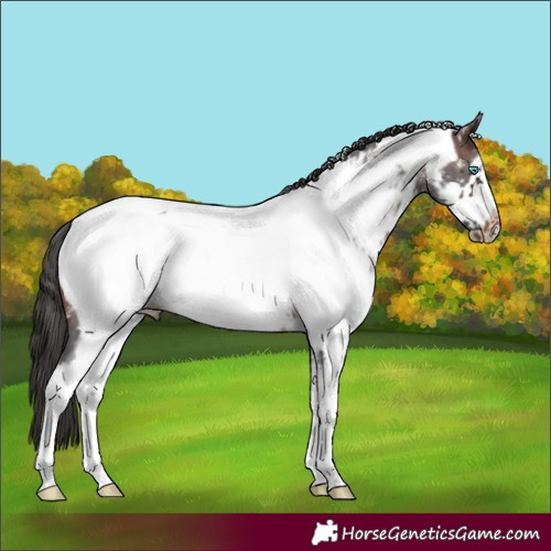 Horse Color:Brown Sabino Frame Appaloosa Rabicano 
