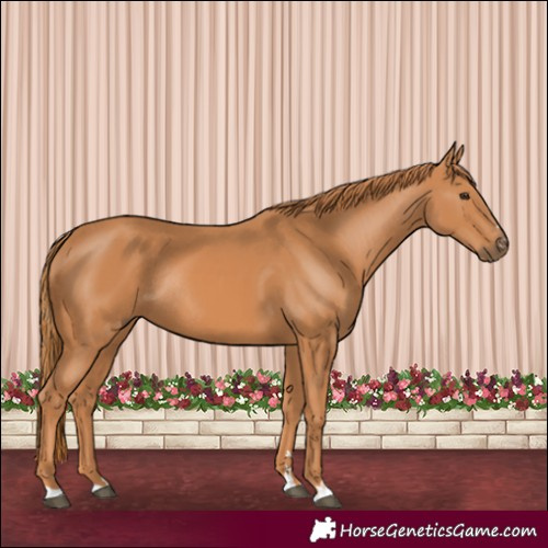 Horse Color:Chestnut Rabicano