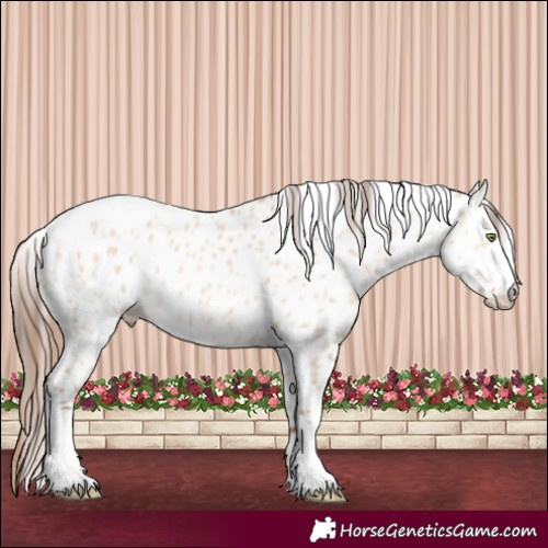 Horse Color:Amber Champagne Dun Appaloosa 