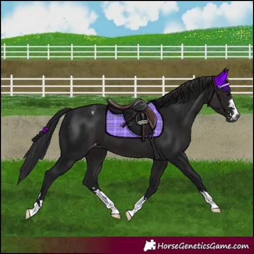 Horse Color:Gray Smoky Black Appaloosa