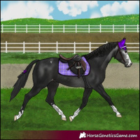 Horse Color:Gray Smoky Black Appaloosa 