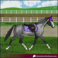 Horse Color:Gray Smoky Black Appaloosa 