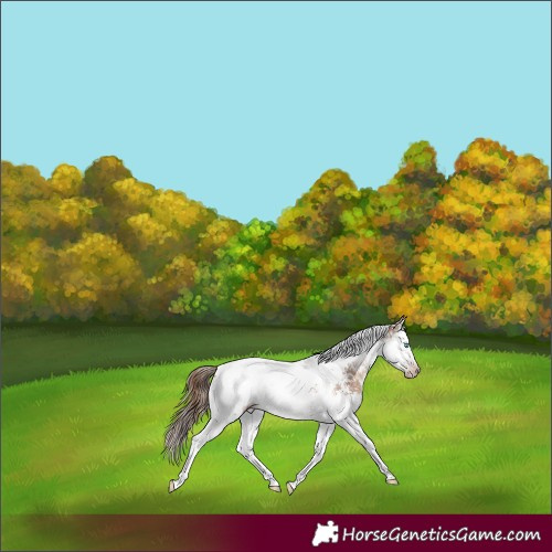 Horse Color:Gray Gold Champagne Sabino Splash Tobiano Snowcap Rabicano 