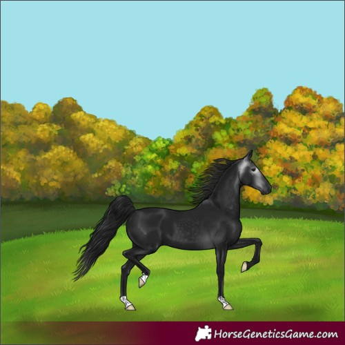 Horse Color:Gray Black 