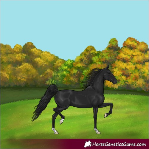 Horse Color:Gray Black 