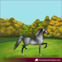 Horse Color:Gray Black 