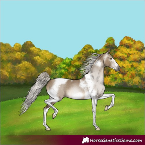 Horse Color:Gray Silver Brown Dun Tobiano Frame