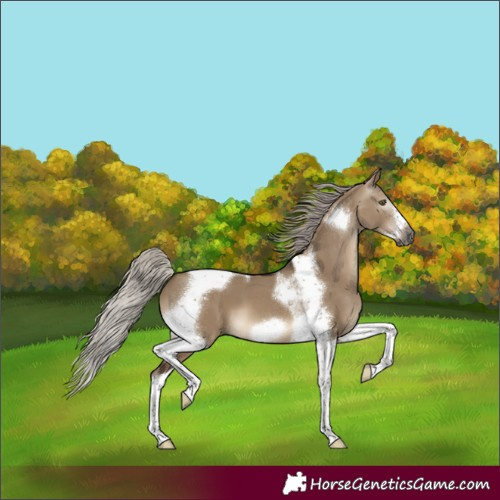 Horse Color:Gray Silver Brown Dun Tobiano Frame 