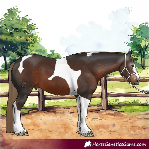 Horse Color:Gray Liver Chestnut Tobiano 