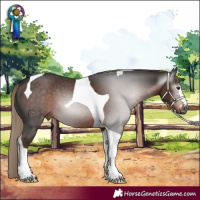 Horse Color:Gray Liver Chestnut Tobiano