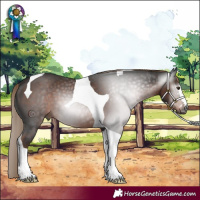 Horse Color:Gray Liver Chestnut Tobiano