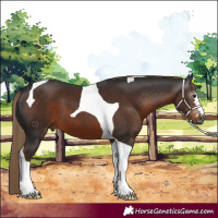 Horse Color:Gray Liver Chestnut Tobiano 