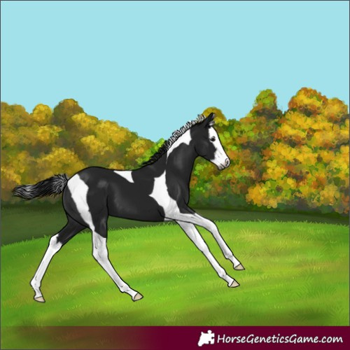 Horse Color:Gray Black Splash Tobiano 